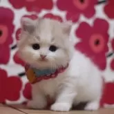 マンチカン(長足)