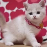 スコティッシュフォールド(立ち耳)