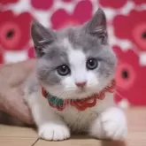 ブリティッシュショートヘア