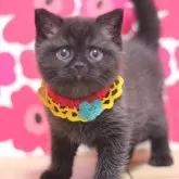 ブリティッシュショートヘア