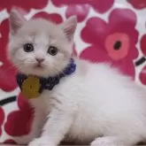 ブリティッシュショートヘア【東京都・男の子・2024年12月1日・クリームタビー&ホワイト】の写真1