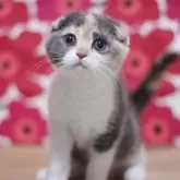 スコティッシュフォールド(折れ耳)