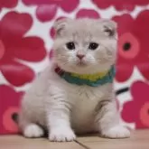 スコティッシュフォールド(折れ耳)