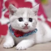 マンチカン(短足)