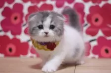 スコティッシュフォールド(折れ耳)【東京都・女の子・2024年11月20日・ブルー&ホワイト】の写真2