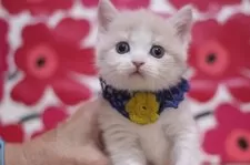 ブリティッシュショートヘア【東京都・男の子・2024年12月1日・クリームタビー&ホワイト】の写真2