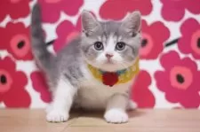 スコティッシュフォールド(立ち耳)【東京都・男の子・2025年4月30日・ブルータビー&ホワイト】の写真2