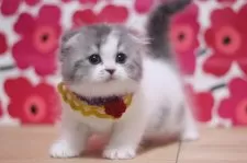 スコティッシュフォールド(折れ耳)【東京都・女の子・2024年11月20日・ブルー&ホワイト】の写真3