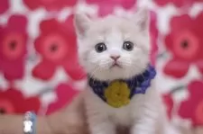 ブリティッシュショートヘア【東京都・男の子・2024年12月1日・クリームタビー&ホワイト】の写真3