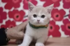 スコティッシュフォールド(立ち耳)【東京都・男の子・2025年10月7日・クリームタビー&ホワイト】の写真3