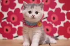 マンチカン(長足)【東京都・女の子・2025年9月26日・ダイリュートキャリコ】の写真3