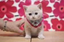 マンチカン(長足)【東京都・女の子・2025年9月10日・クリームタビー】の写真4