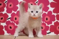 スコティッシュフォールド(立ち耳)【東京都・男の子・2025年10月25日・クリームタビー】の写真4