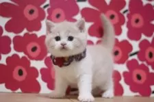 ブリティッシュショートヘア【東京都・男の子・2025年10月13日・クリームタビー&ホワイト】の写真4