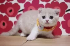 スコティッシュフォールド(折れ耳)【東京都・男の子・2025年7月31日・クリームタビー&ホワイト】の写真4