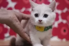 マンチカン(短足)【東京都・男の子・2025年6月4日・クリームタビー&ホワイト】の写真4