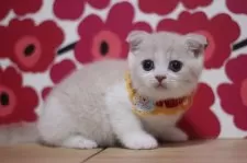 スコティッシュフォールド(折れ耳)【東京都・男の子・2025年7月31日・クリームタビー&ホワイト】の写真5