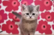 スコティッシュフォールド(立ち耳)【東京都・女の子・2025年10月25日・ブルータビー】の写真5