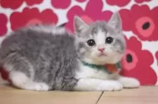 スコティッシュフォールド(立ち耳)【東京都・男の子・2025年7月8日・ブルータビー&ホワイト】の写真6