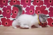 スコティッシュフォールド(折れ耳)【東京都・女の子・2024年11月20日・ブルー&ホワイト】の写真6