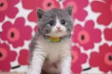 ブリティッシュショートヘア【東京都・男の子・2025年10月18日・ブルータビー&ホワイト】の写真6