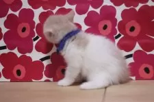 ブリティッシュショートヘア【東京都・男の子・2024年12月1日・クリームタビー&ホワイト】の写真6