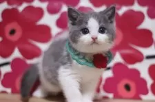 スコティッシュフォールド(立ち耳)【東京都・男の子・2025年3月8日・ブルータビー&ホワイト】の写真6