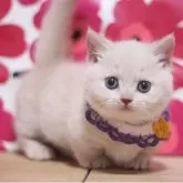 マンチカン(短足)【東京都・男の子・2025年3月15日・クリームタビー】の写真6