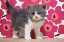 ブリティッシュショートヘア【東京都・男の子・2025年10月18日・ブルータビー&ホワイト】の写真7