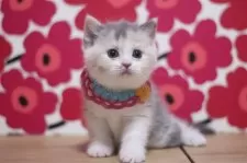 マンチカン(長足)【東京都・女の子・2025年9月26日・ダイリュートキャリコ】の写真7