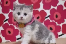 マンチカン(長足)【東京都・女の子・2025年9月26日・ダイリュートキャリコ】の写真8