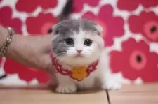 スコティッシュフォールド(折れ耳)【東京都・女の子・2025年10月31日・ダイリュートキャリコ】の写真8