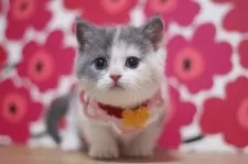 マンチカン(短足)【東京都・女の子・2025年9月26日・ダイリュートキャリコ】の写真8