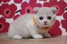 スコティッシュフォールド(折れ耳)【東京都・男の子・2025年7月31日・クリームタビー&ホワイト】の写真8