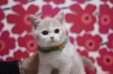 スコティッシュフォールド(立ち耳)【東京都・男の子・2025年10月7日・クリームタビー&ホワイト】の写真8