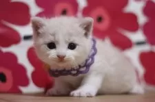 スコティッシュフォールド(立ち耳)【東京都・男の子・2025年8月22日・クリームタビー&ホワイト】の写真9