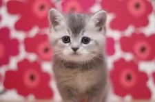 スコティッシュフォールド(立ち耳)【東京都・女の子・2025年10月25日・ブルータビー】の写真9