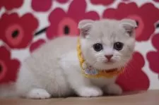 スコティッシュフォールド(折れ耳)【東京都・男の子・2025年7月31日・クリームタビー&ホワイト】の写真9