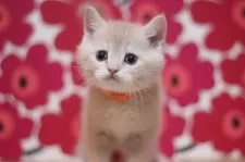 スコティッシュフォールド(立ち耳)【東京都・男の子・2025年10月25日・クリームタビー】の写真9