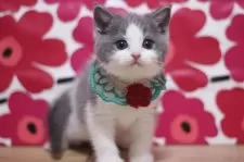 スコティッシュフォールド(立ち耳)【東京都・男の子・2025年3月8日・ブルータビー&ホワイト】の写真9