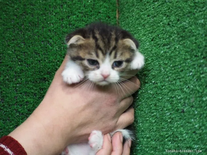 ID:1602-00450の子猫