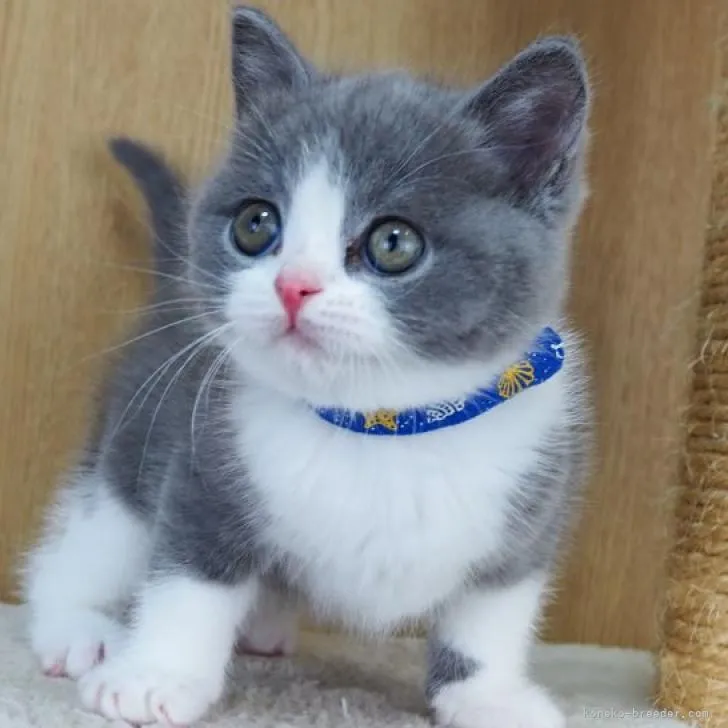 ID：2212-02566の子猫