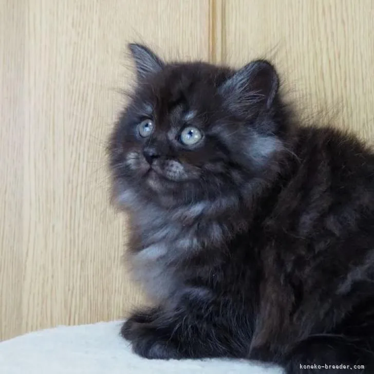 ID：2302-00616の子猫