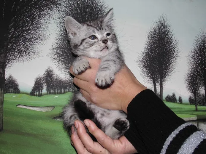 ID：1503-00367の子猫