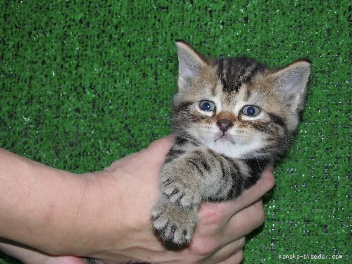 ID：1512-00009の子猫