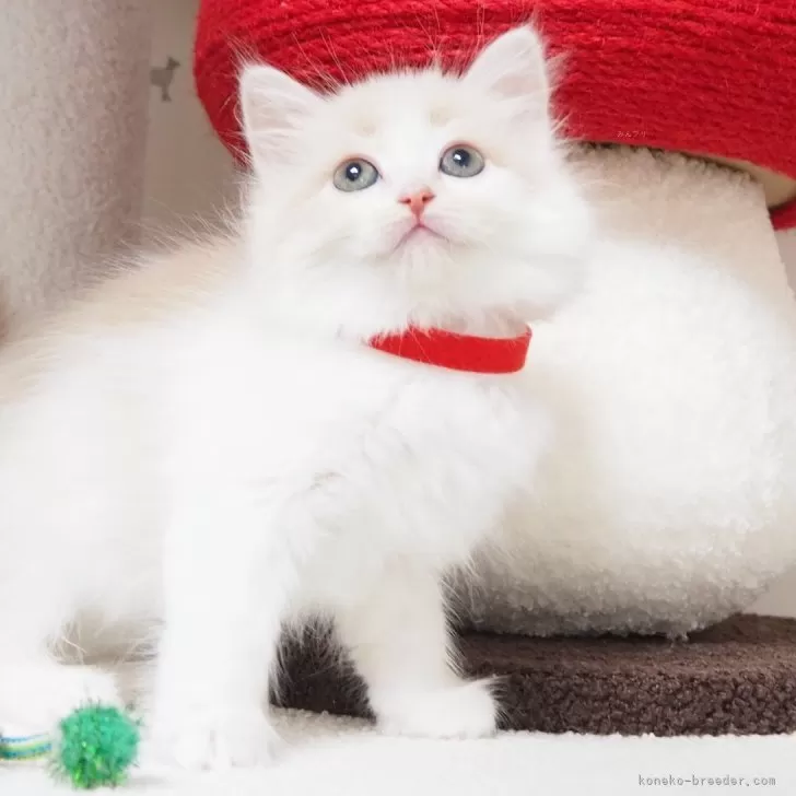 ID：2411-02806の子猫