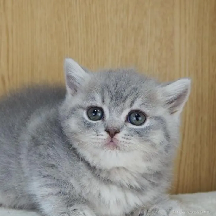 ID：2302-00948の子猫