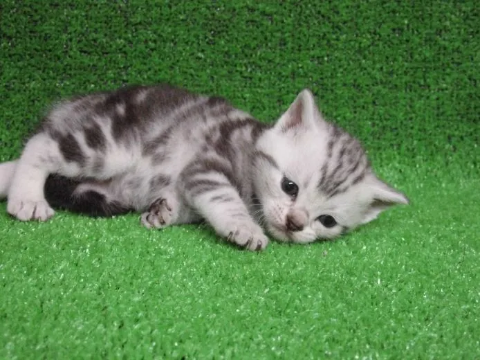 ID:1409-00110の子猫
