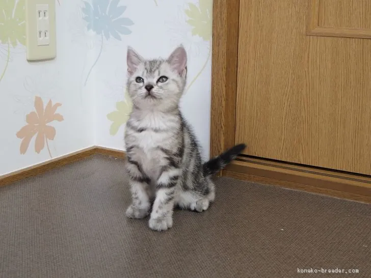 ID：2005-01538の子猫