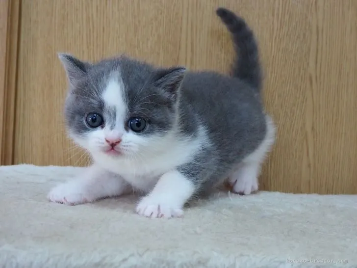 ID:2206-02722の子猫